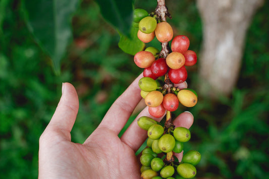 ¿Qué es el café de especialidad?